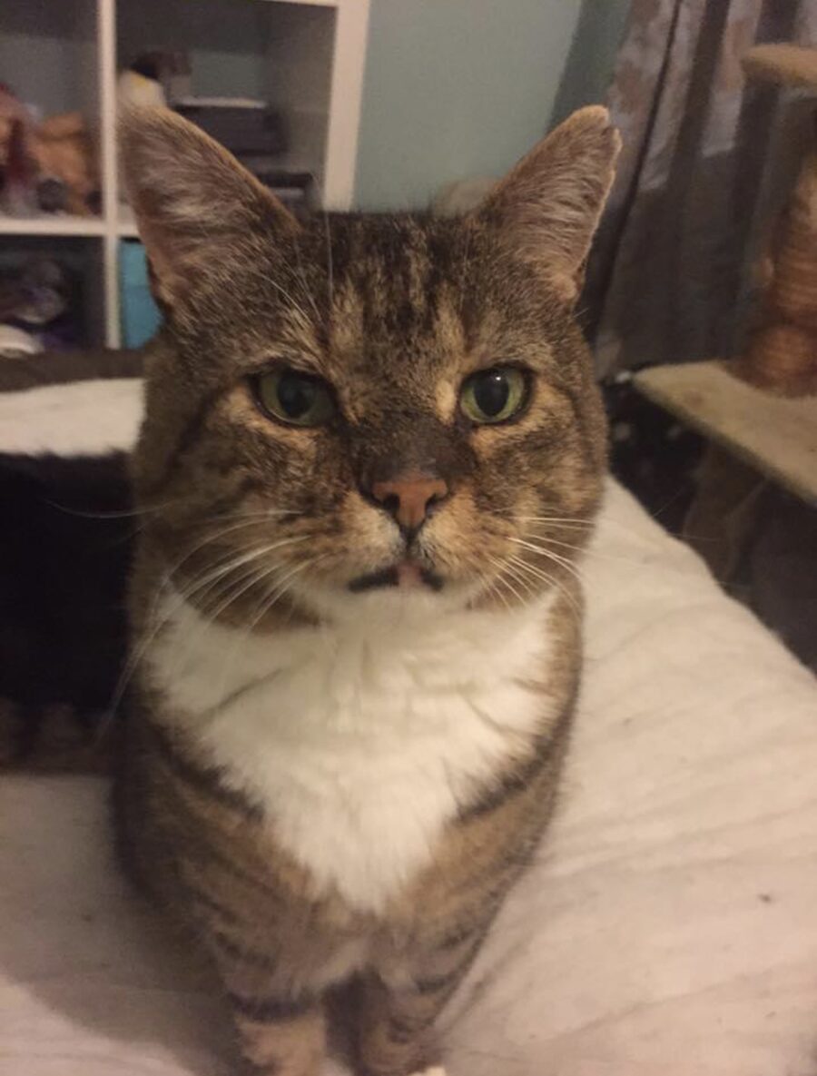 Harry, a tabby and white cat, looking straight at the camera