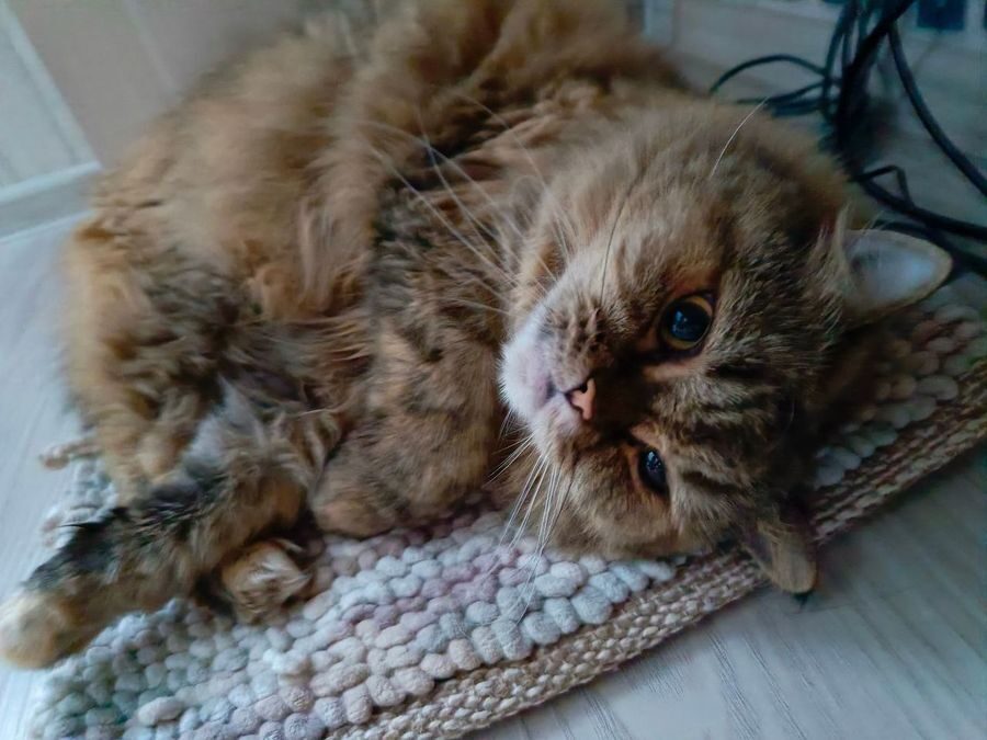 Bertie