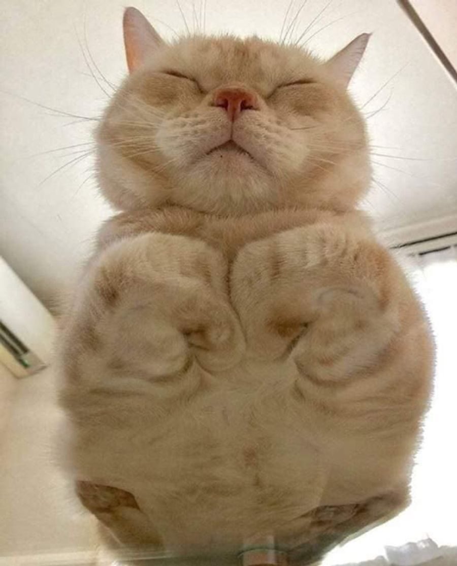 Biscuit