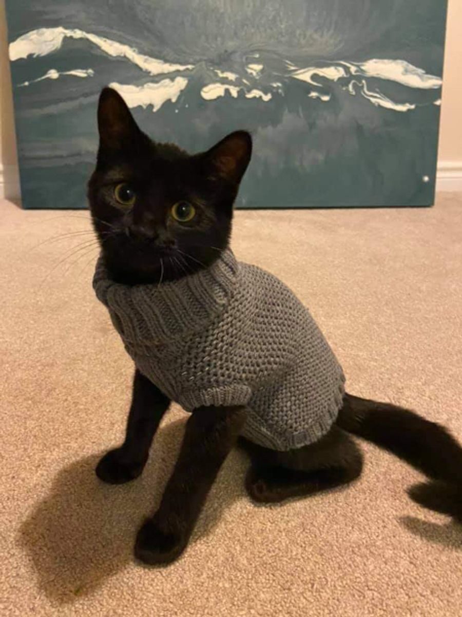 Black cat in a jumper – Winton