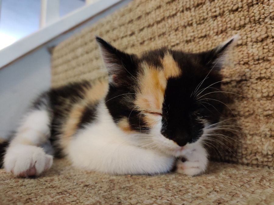 Calico female – Hamworthy