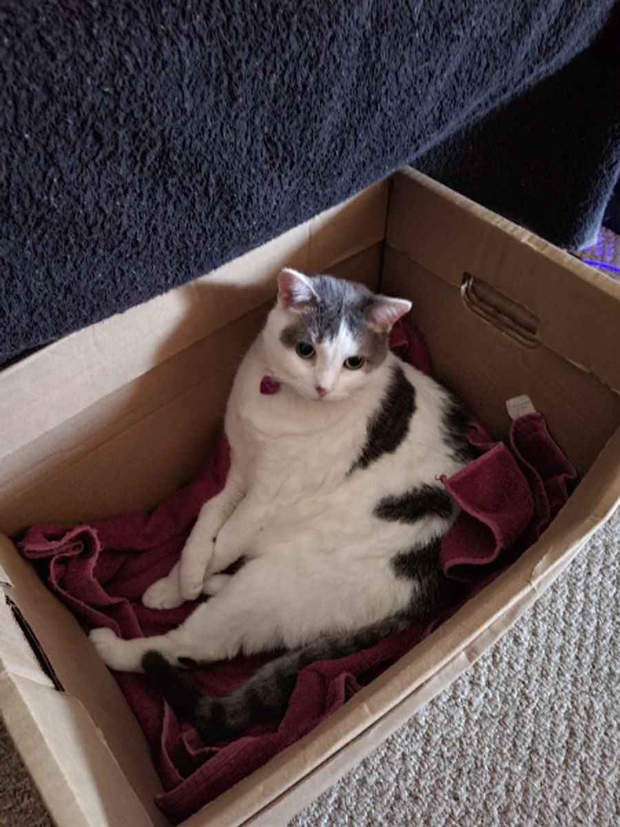 Domino