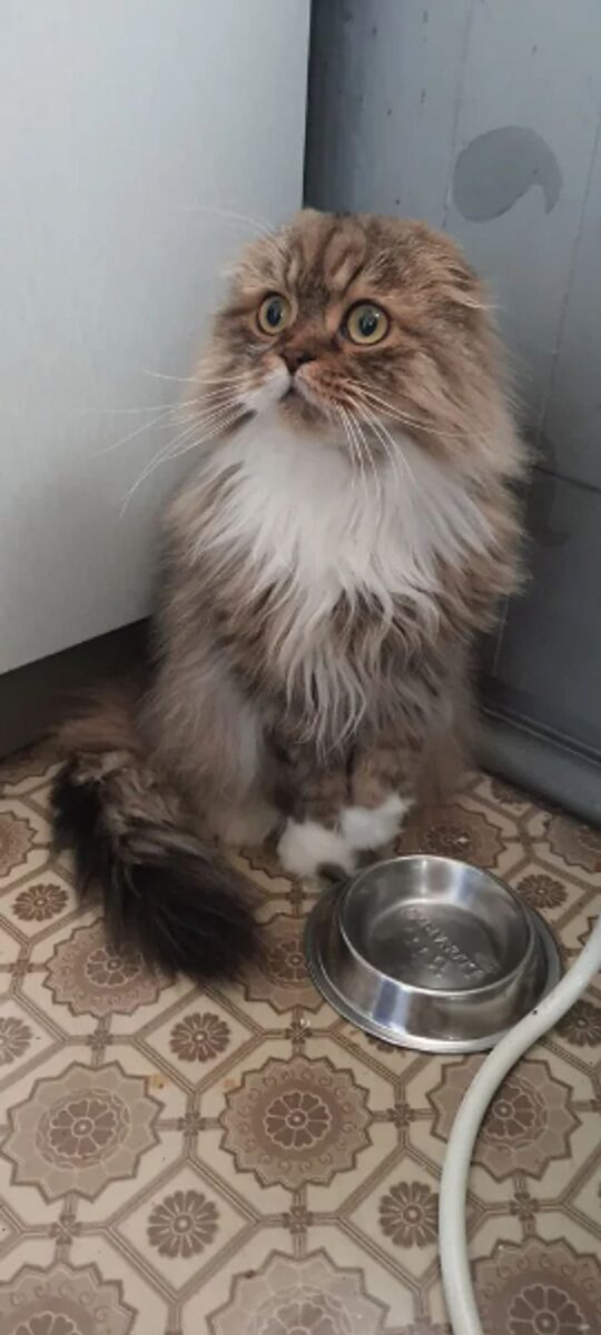 Duchess
