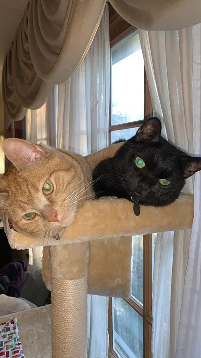 Fudge & Liquorice