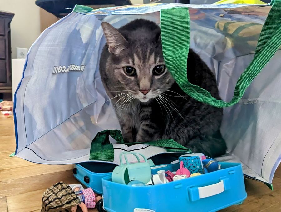 Grey tabby – Talbot Village