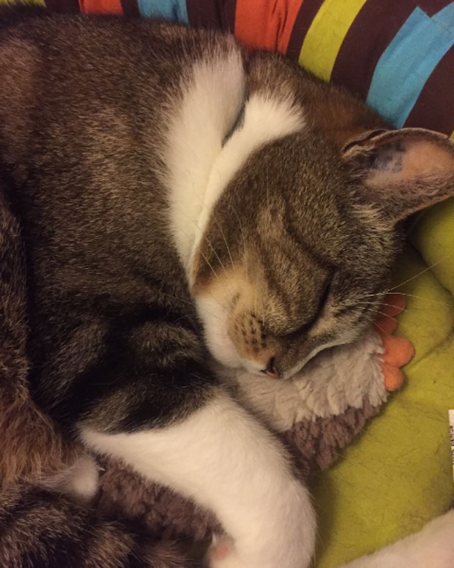 A tabby and white cat curled up asleep on a cosy blanket