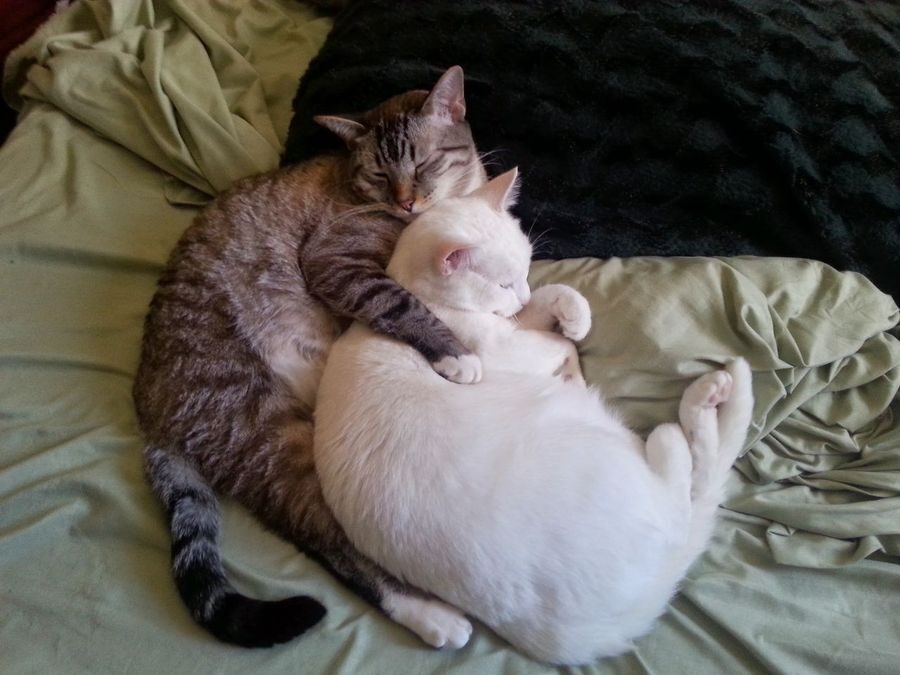 A tabby cat and a white cat curled up together on a bed