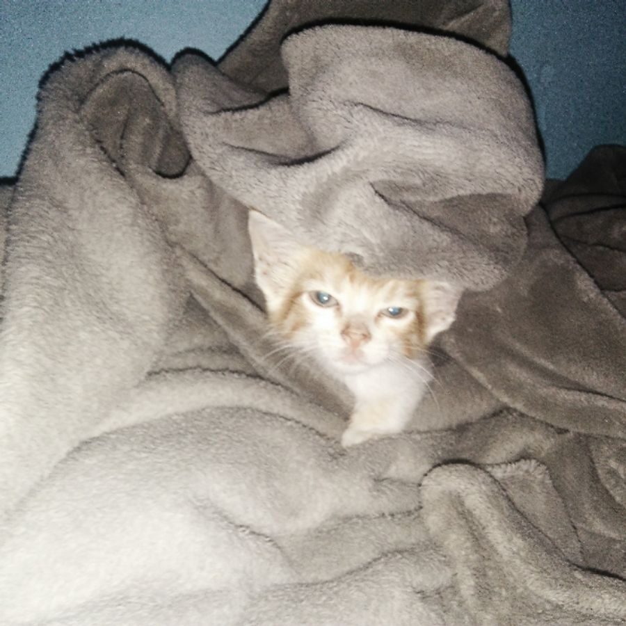 A small kitten peeking out from under a grey blanket