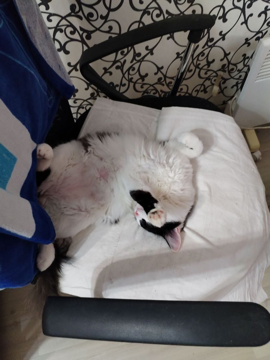 A black and white cat lying upside down, paws in the air
