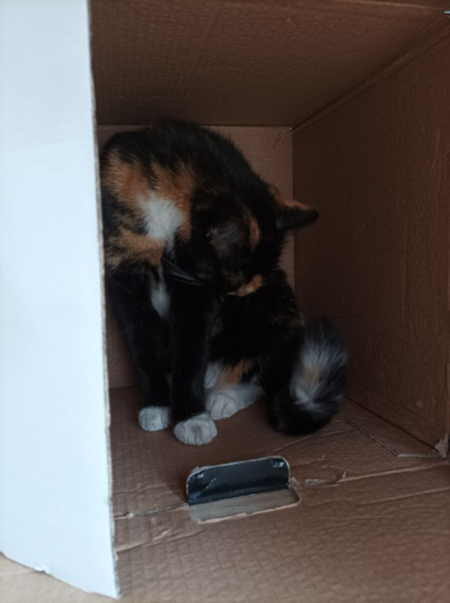 A tortoiseshell cat peeking out from inside a cardboard box