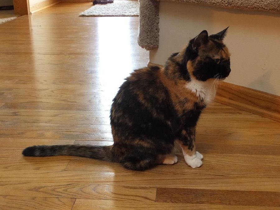 Maisie – Poole