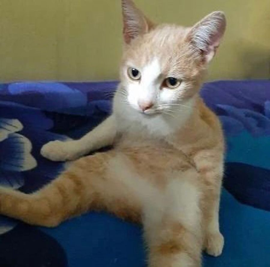 Marmalade