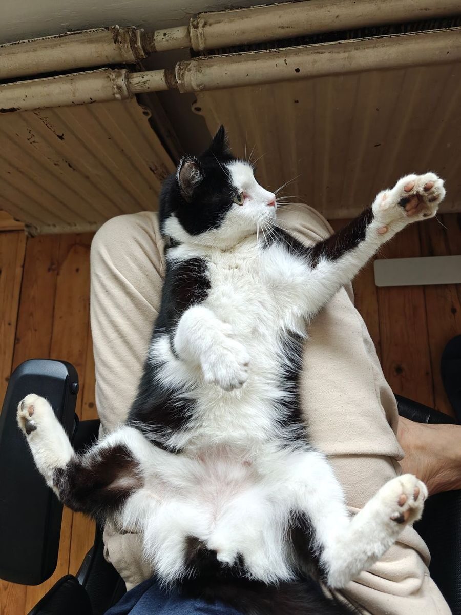 Monty