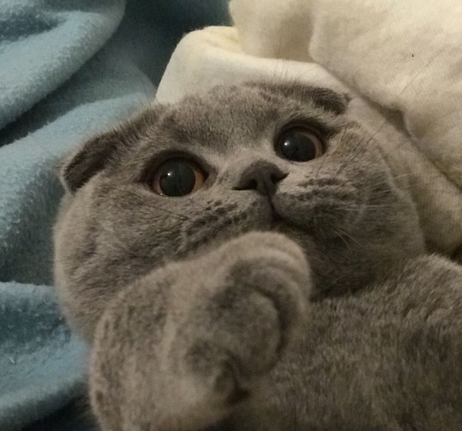 Mr Bumble
