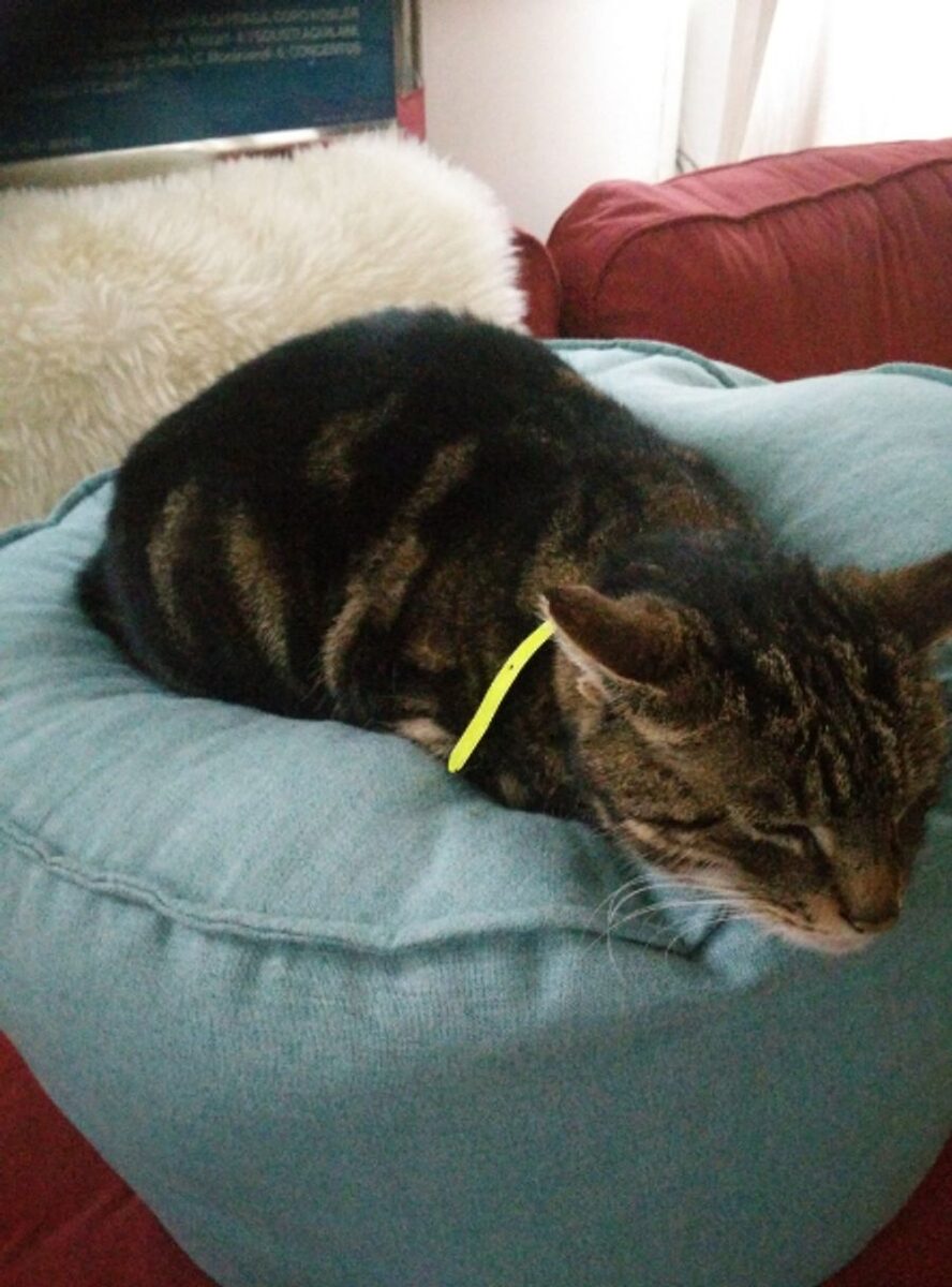 Oscar
