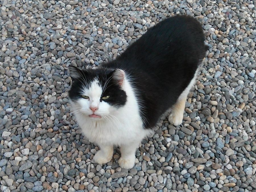 Patch – Wimborne