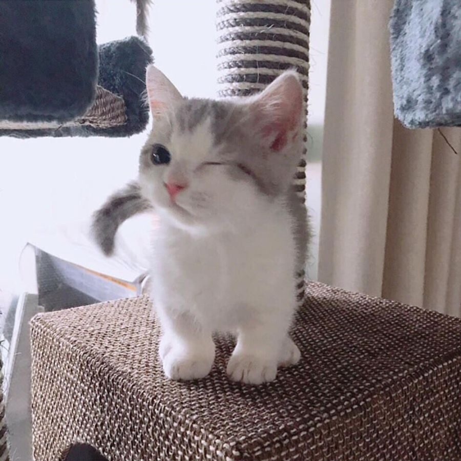 Pip