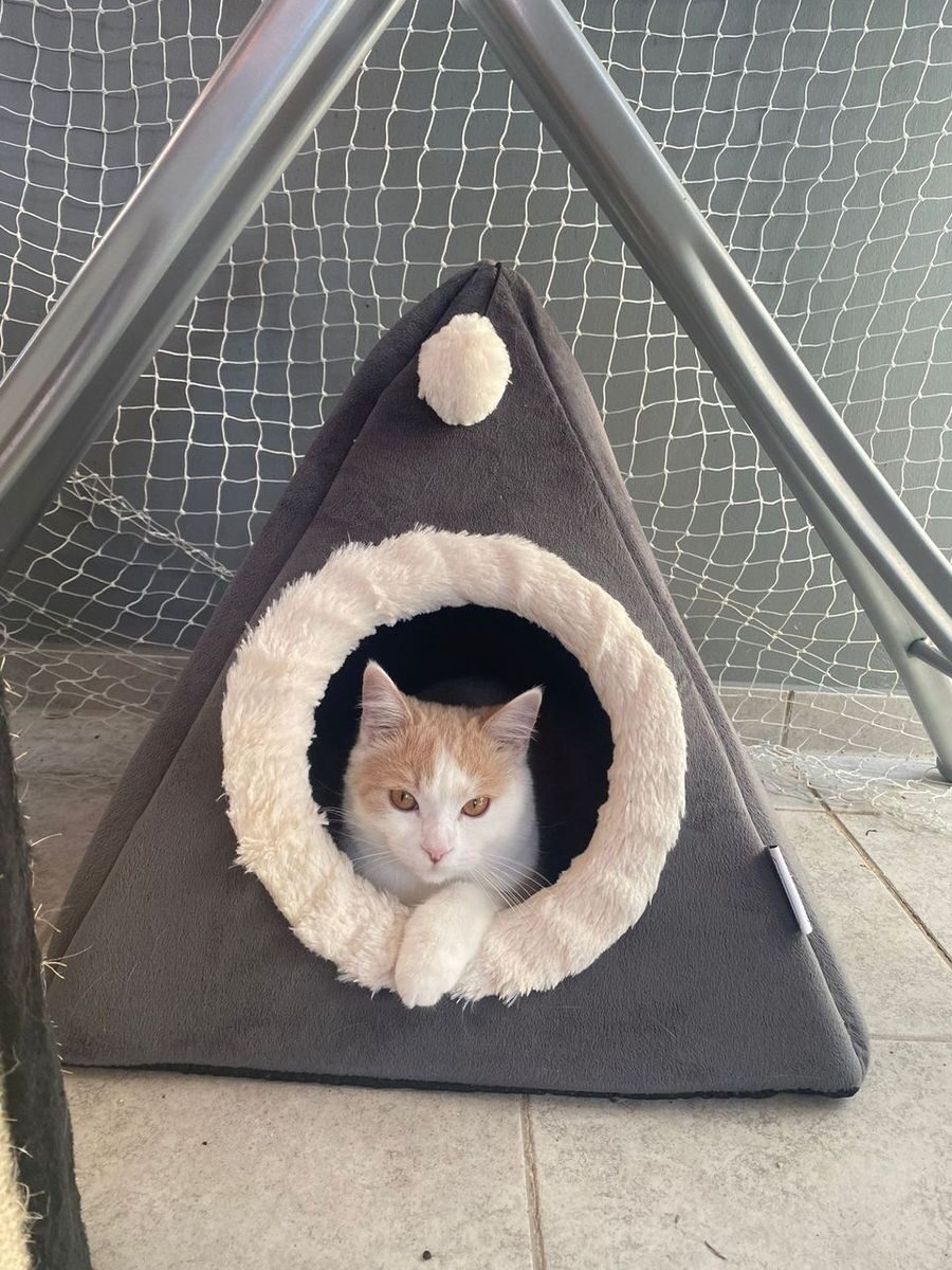Pumpkin – Kinson