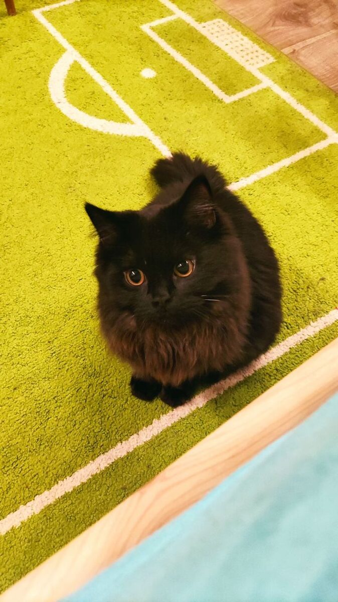 Sooty – West Moors
