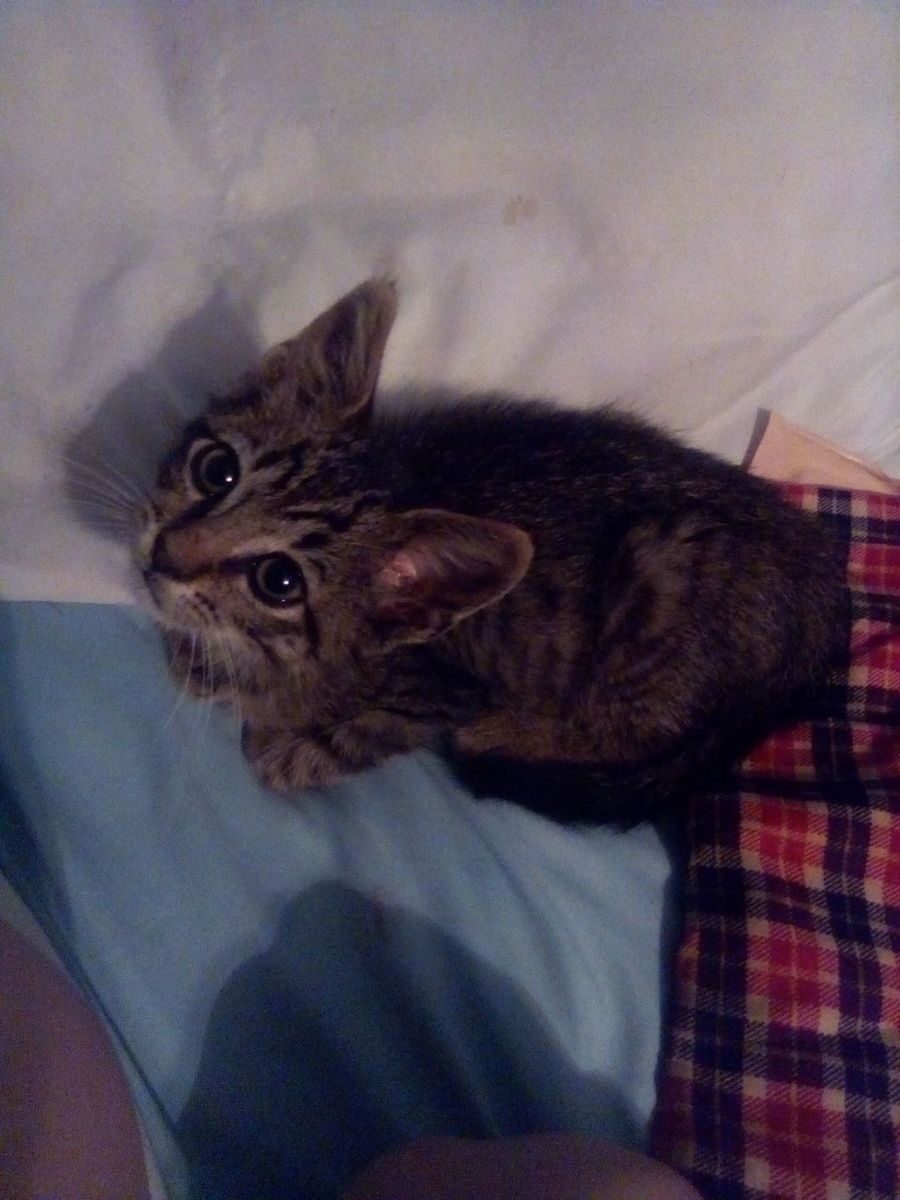 Tabby kitten – Merley