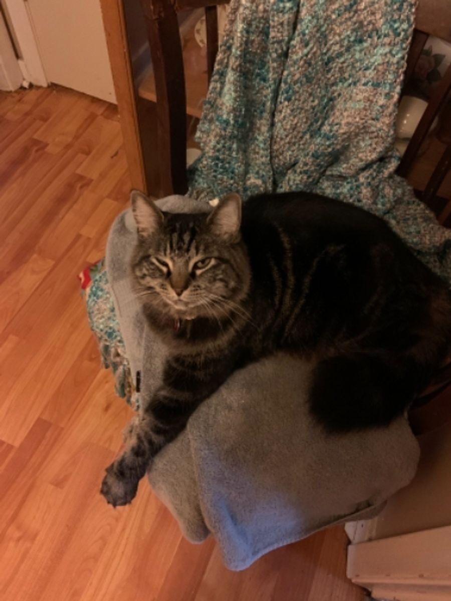 Tabby male – Highcliffe