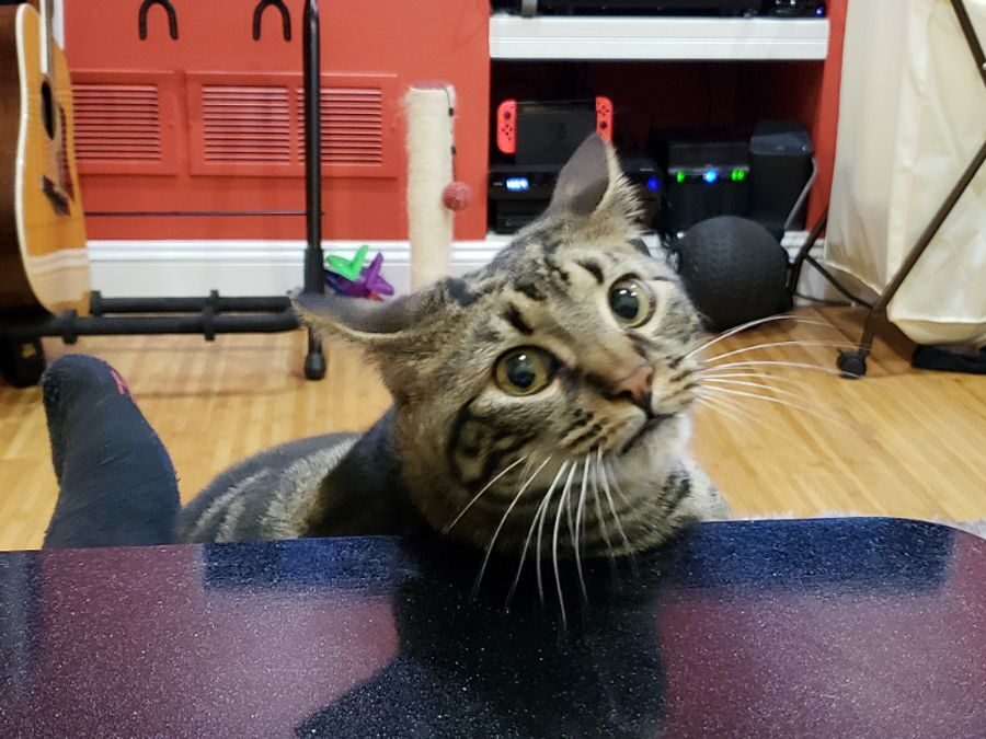 Tabby male – Moordown