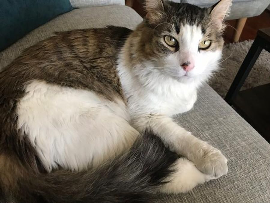 Tabby & white female – Sandbanks