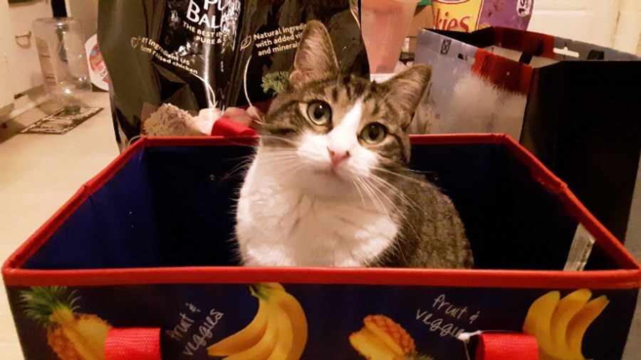 Tabby & white male – Upton