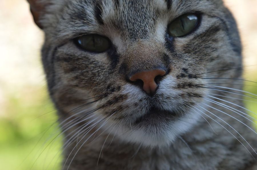 Tiger – Ferndown