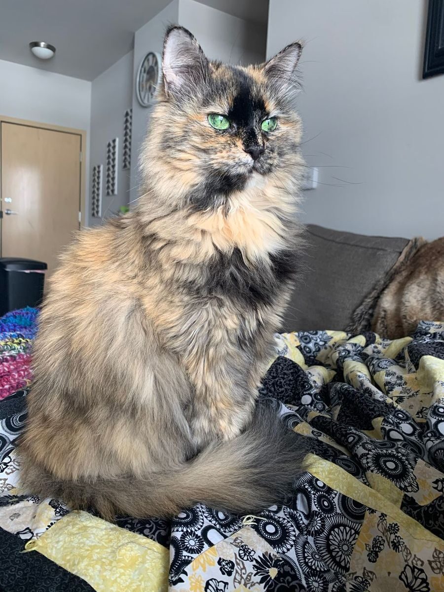 Willow