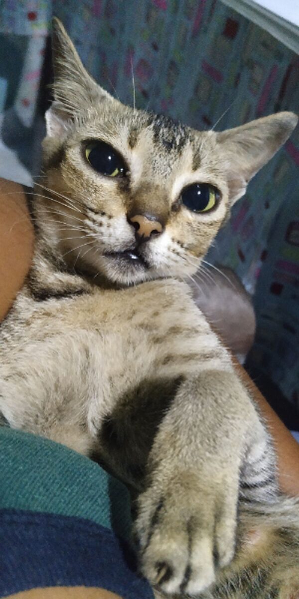 Young tabby – Bear Cross