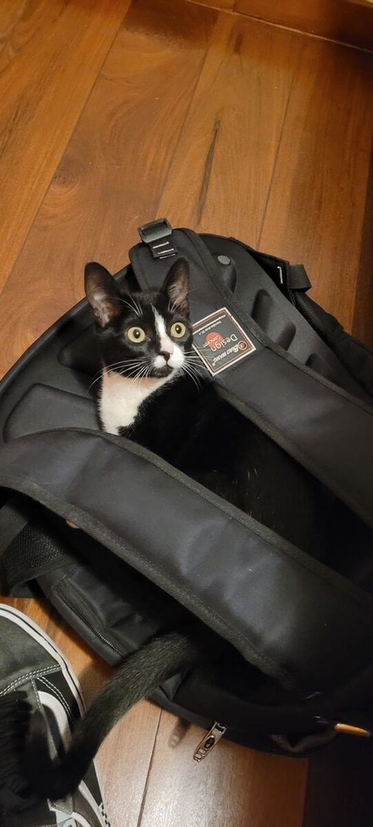 Ziggy – Parkstone